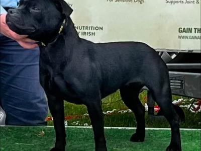 IKC Registered (pending) Ch Pedigree male Staffordshire Bull Terrier puppy in Cork