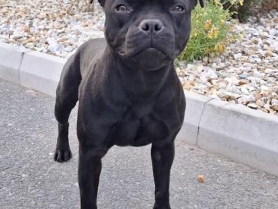 IKC Registered (pending) Ch Pedigree male Staffordshire Bull Terrier puppy in Cork