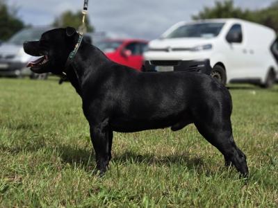 IKC Registered (pending) Ch Pedigree male Staffordshire Bull Terrier puppy in Cork