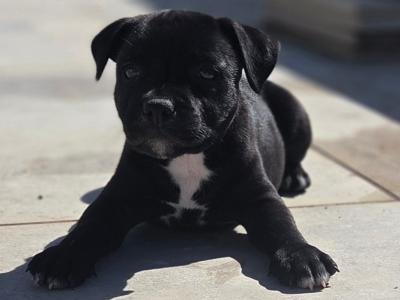 IKC Registered (pending) Ch Pedigree male Staffordshire Bull Terrier puppy in Cork