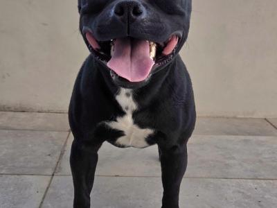 IKC Registered (pending) Ch Pedigree male Staffordshire Bull Terrier puppy in Cork
