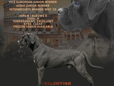 Cane Corso puppies in Down IKC Pending