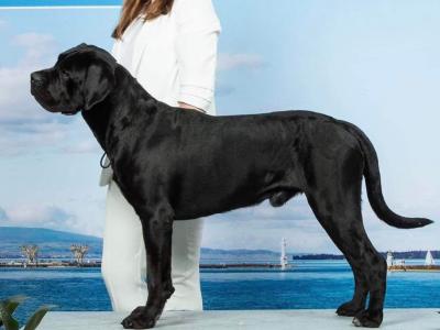 Cane Corso puppies in Down IKC Pending