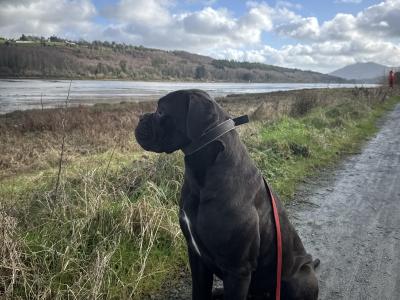 Cane Corso puppies in Down IKC Pending