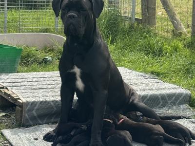 Cane Corso puppies in Down IKC Pending
