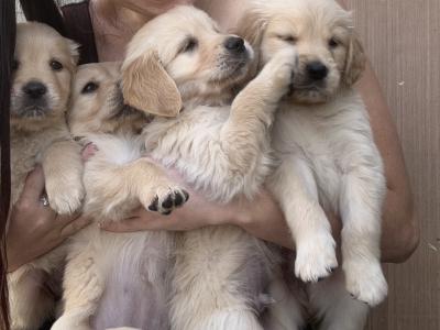 IKC Registered (pending) Golden Retriever puppies in Tipperary