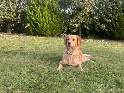 IKC Registered (pending) Golden Retriever puppies in Tipperary