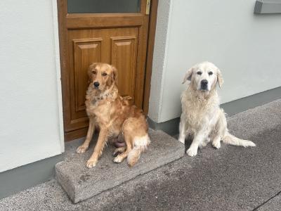 IKC Registered (pending) Golden Retriever puppies in Tipperary