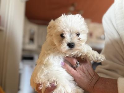 Maltese puppy’s male and female