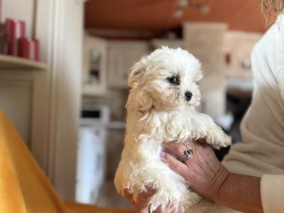 Maltese puppy’s male and female