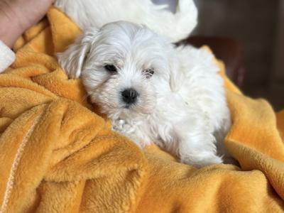 Maltese puppy’s male and female