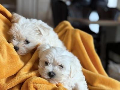 Maltese puppy’s male and female