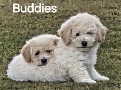 Poochon Puppies