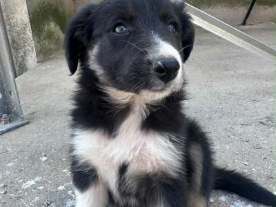 Male Border Collie pup