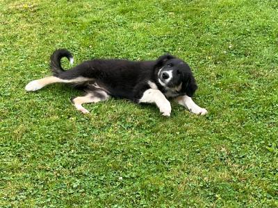 Male Border Collie pup