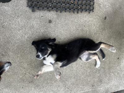 Male Border Collie pup