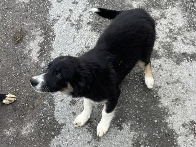 Male Border Collie pup