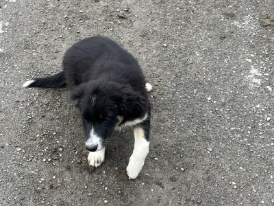 Male Border Collie pup