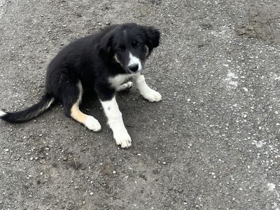 Male Border Collie pup