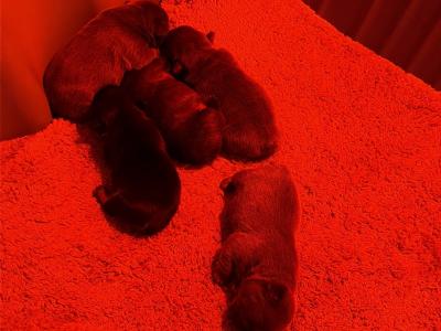 French Bulldog puppies in Tipperary