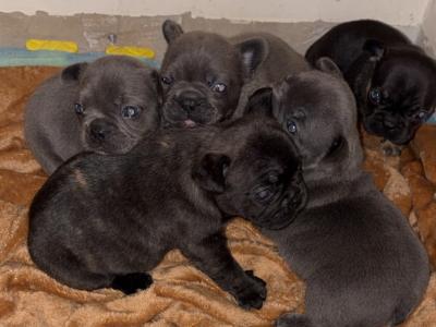 French Bulldog puppies in Tipperary