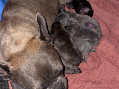 French Bulldog puppies in Tipperary