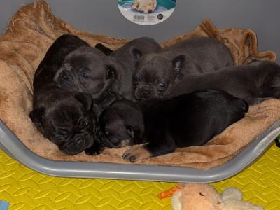 French Bulldog puppies in Tipperary