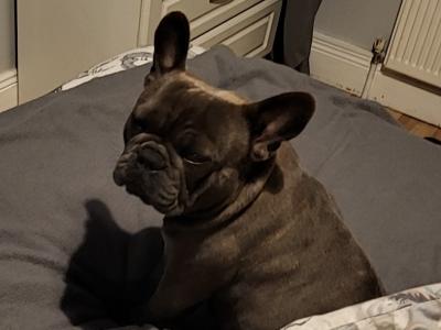 French Bulldog puppies in Tipperary