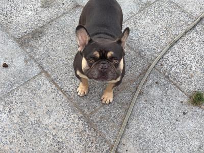 French Bulldog puppies in Tipperary
