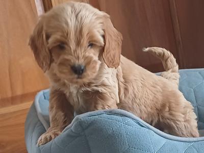 Minature Cockapoo puppies in Sligo