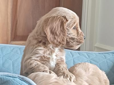Minature Cockapoo puppies in Sligo