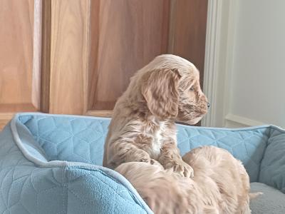 Minature Cockapoo puppies in Sligo
