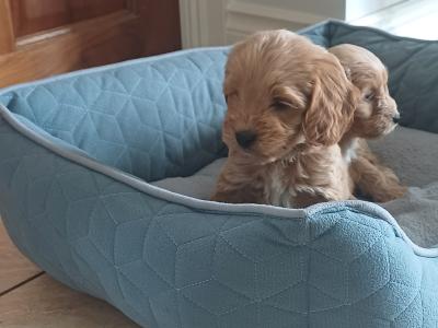 Minature Cockapoo puppies in Sligo