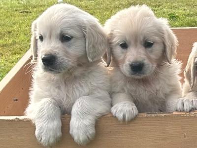 IKC Registered (pending) Golden Retriever puppies in Cork