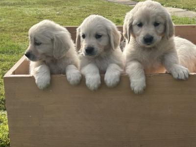 IKC Registered (pending) Golden Retriever puppies in Cork