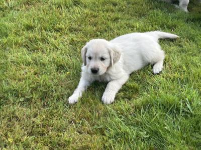 IKC Registered (pending) Golden Retriever puppies in Cork