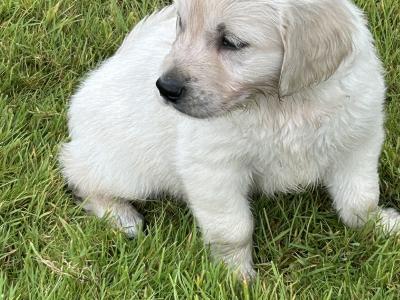 IKC Registered (pending) Golden Retriever puppies in Cork