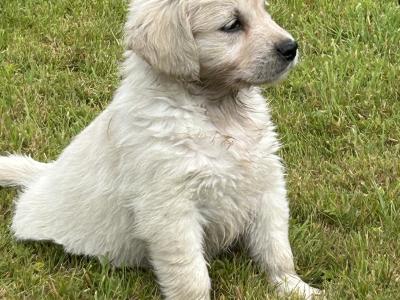 IKC Registered (pending) Golden Retriever puppies in Cork