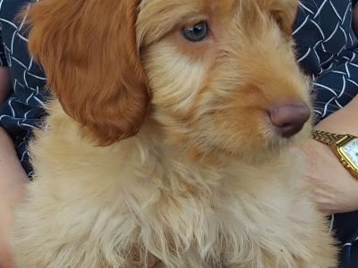 Male Cockapoo pup