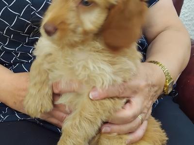 Male Cockapoo pup