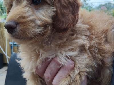 Male Cockapoo pup