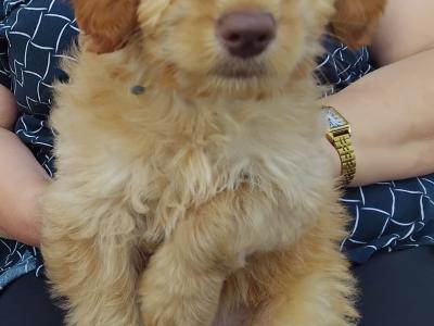 Male Cockapoo pup