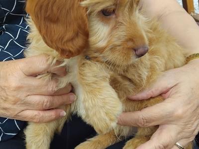 Male Cockapoo pup