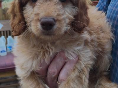 Male Cockapoo pup
