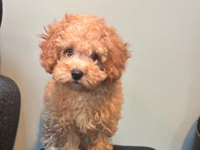 Beautiful Cavapoo puppies in Carlow 🐾 💙