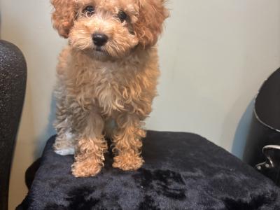 Beautiful Cavapoo puppies in Carlow 🐾 💙