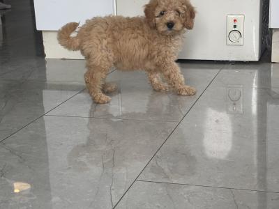 Beautiful Cavapoo puppies in Carlow 🐾 💙