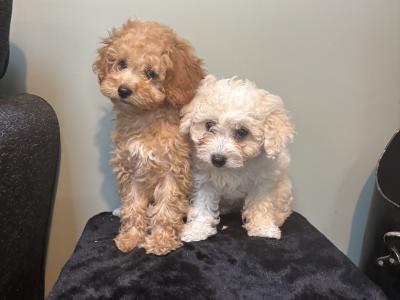 Beautiful Cavapoo puppies in Carlow 🐾 💙
