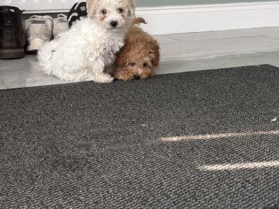 Beautiful Cavapoo puppies in Carlow 🐾 💙
