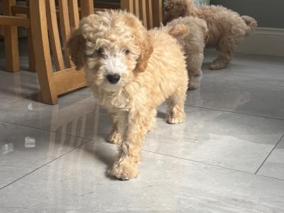 Beautiful Cavapoo puppies in Carlow 🐾 💙